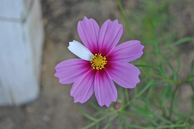 変わり咲きしたコスモスの花