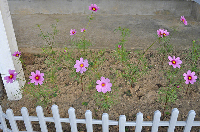 花壇はフラッシングピンク種のみ