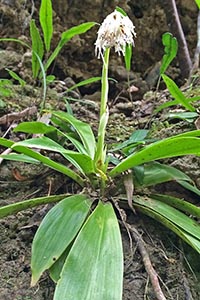 10個以上の花を総状につけるオオシロショウジョウバカマ