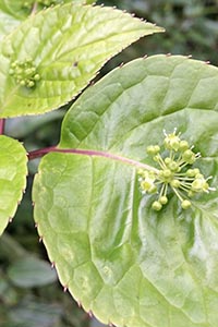 花を乗せたイカダに見立てられたリュウキュウハナイカダ