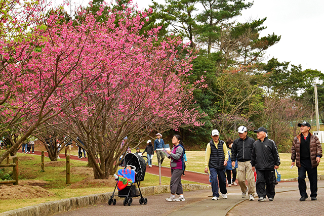 思い思いに歩きながら桜を楽しんだ参加者