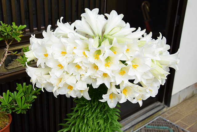 大量のテッポウユリが一株から見事に開花