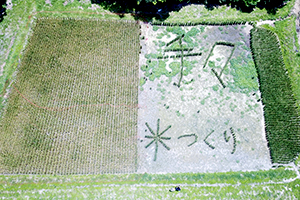 田んぼに植えた稲で「手々米つくり」の文字