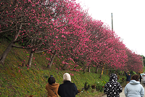 桜並木や花時名展望台をめぐったウォーキング大会