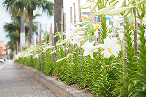 保健センター前にきれいに植えられたえらぶゆり