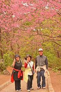 満開の桜の下での写真撮影