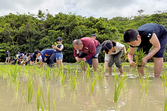 昔ながらの田植えに汗を流す参加者（提供写真）