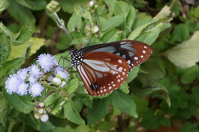 花の蜜を吸うアサギマダラ