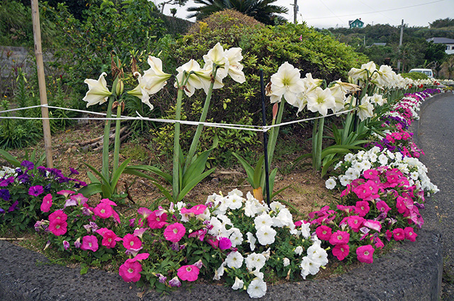 色とりどりの花がユリを囲んでいます