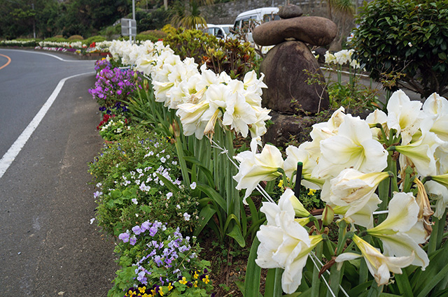 アマリリスも大きな花を咲かせています