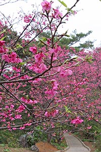 遊歩道を彩る桜並木