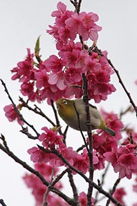 花の間を飛び交うメジロ