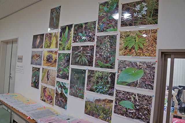 生き生きと写された島の希少な動植物03