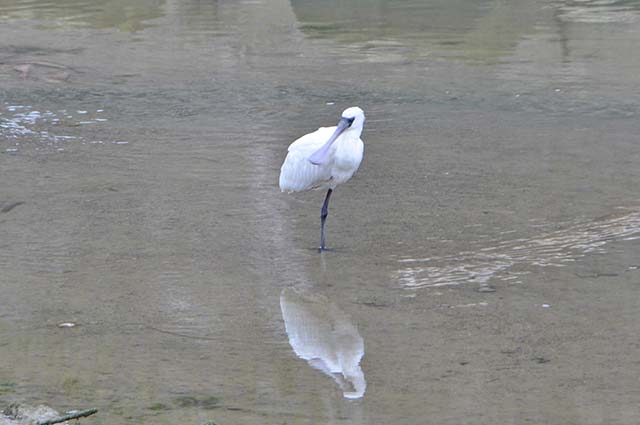 大瀬川の河口に飛来したクロツラヘラサギ