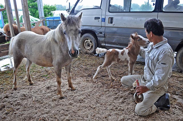 太孝一郎さんに甘える子馬