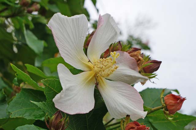 かれんなサキシマフヨウの花