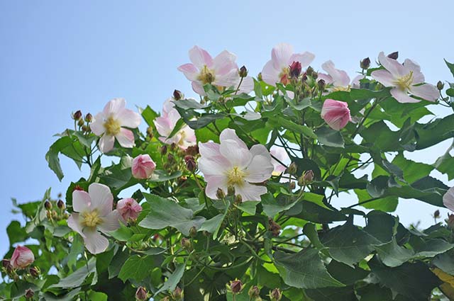 青空に映えるサキシマフヨウの花01