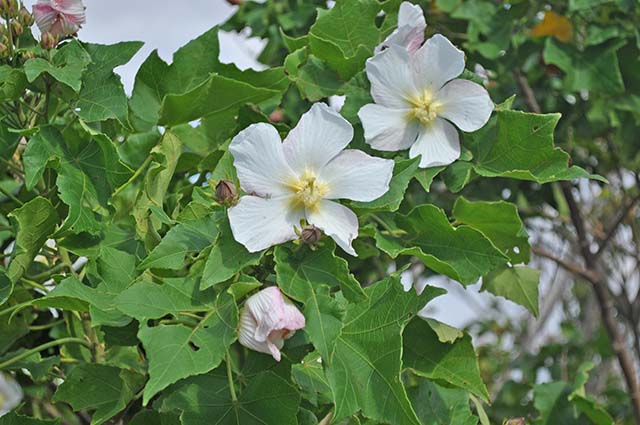 青空に映えるサキシマフヨウの花02