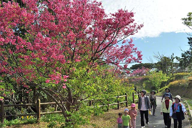 満開のサクラに迎えられる参加者