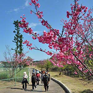 ピンクや朱色の花が咲いていました