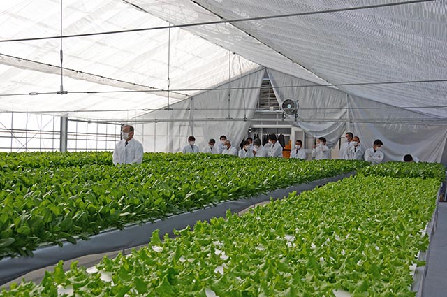 色鮮やかな葉物野菜が並ぶハウス内を見学する町関係者ら