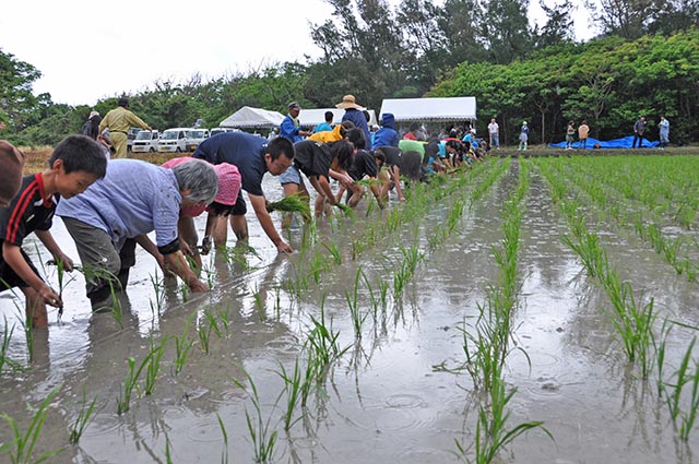 一列に並んで苗を植える住民ら