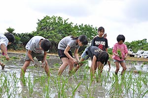 真剣な表情で苗を植える子どもたち