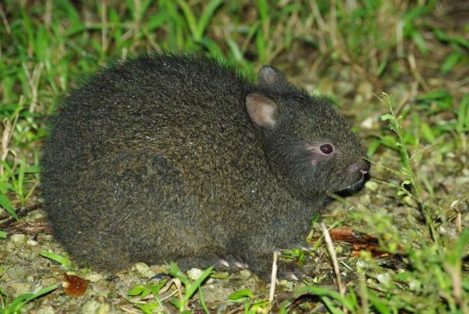 アマミノクロウサギ幼獣