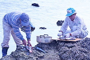 潮だまりで魚の下処理をする住民