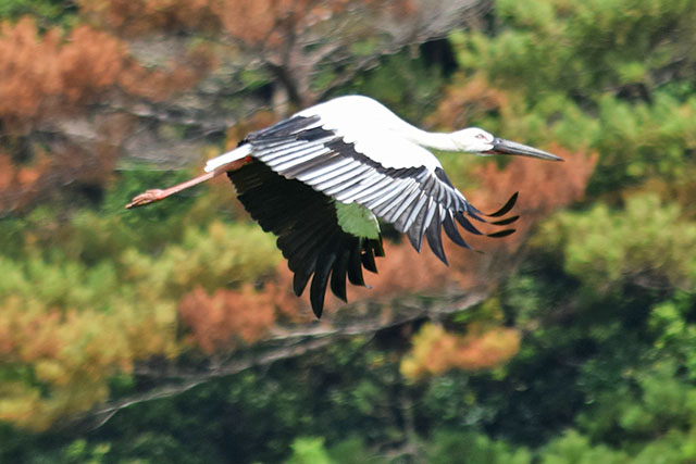 悠然と飛び立つコウノトリ