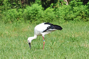 捕食活動している様子のコウノトリ