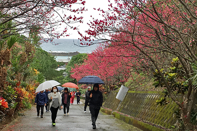 雨の中の桜を楽しんだお花見ウォーキング