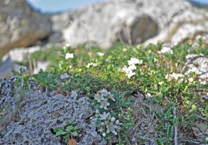 白い花が岩場に映えるテンノウメ
