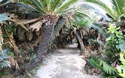 Kanamizaki Palm Tunnel and Lookout