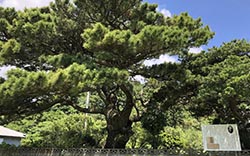 Saigo Takamori Okuyama House and Pine Tree