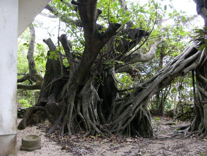 秋津神社：ウシク（雀榕）と斉部加那支